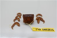 藏品(方形大額蟹)的圖片